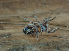 Phidippus comatus