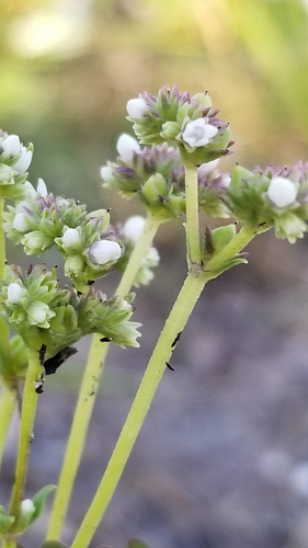 Image of Mitreola sessilifolia by (c) Michelle Smith, some rights reserved (CC BY)