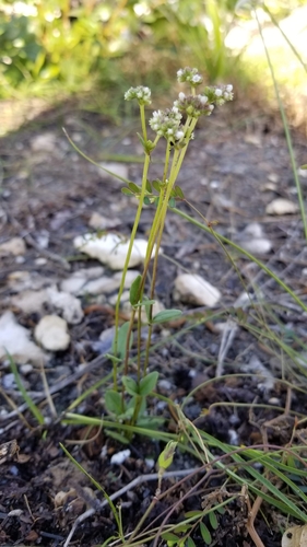 Image of Mitreola sessilifolia by (c) Michelle Smith, some rights reserved (CC BY)