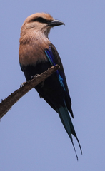 Coracias cyanogaster