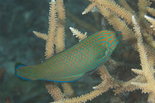 Chainlink wrasse (Halichoeres leucurus) — Labridae — 5