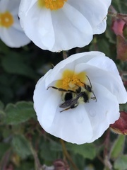 Bombus melanopygus