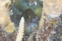 Cheiloprion labiatus