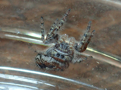 Phidippus comatus