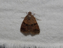 Ozarba megaplaga