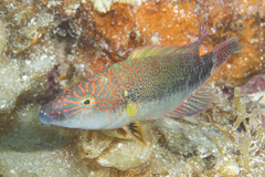 Oxycheilinus celebicus