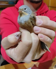 Emberiza caesia
