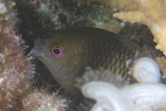 Cheiloprion labiatus