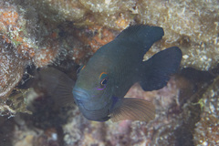 Hemiglyphidodon plagiometopon