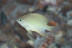 Chrysiptera oxycephala