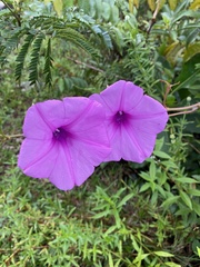 Ipomoea