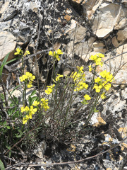 Erysimum substrigosum