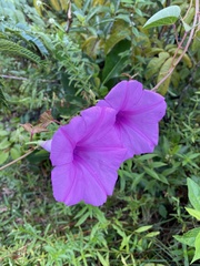 Ipomoea