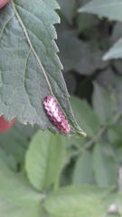 Meligramma triangulifera