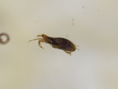 Ischyroceridae