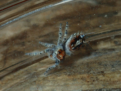 Phidippus comatus