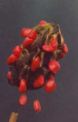 Magnolia pugana