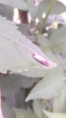 Meligramma triangulifera