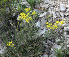 Erysimum substrigosum