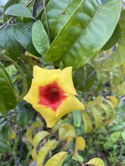 Mandevilla hirsuta