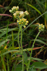 Eschenbachia gouanii