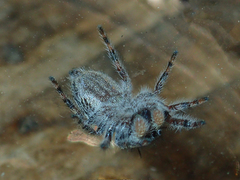 Phidippus comatus
