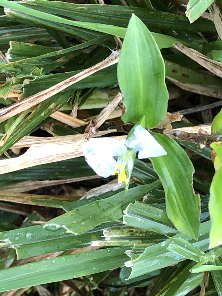 whitemouth dayflower from Fort Ashby, Nevis, Saint Kitts and Nevis, KN
