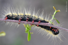 Bombycomorpha bifascia