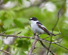 Ficedula semitorquata