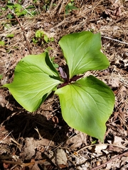 Trillium angustipetalum