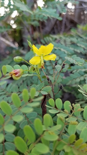 Image of Denisophytum pauciflorum by (c) Michelle Smith, some rights reserved (CC BY)