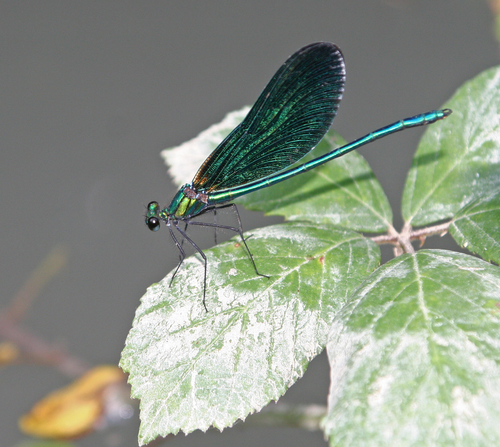 Beautiful demoiselle
