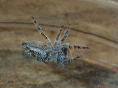 Phidippus comatus