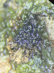 Montanelia disjuncta