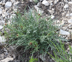 Psephellus galushkoi