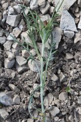 Psephellus galushkoi