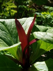 Trillium angustipetalum
