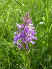 Dactylorhiza × braunii