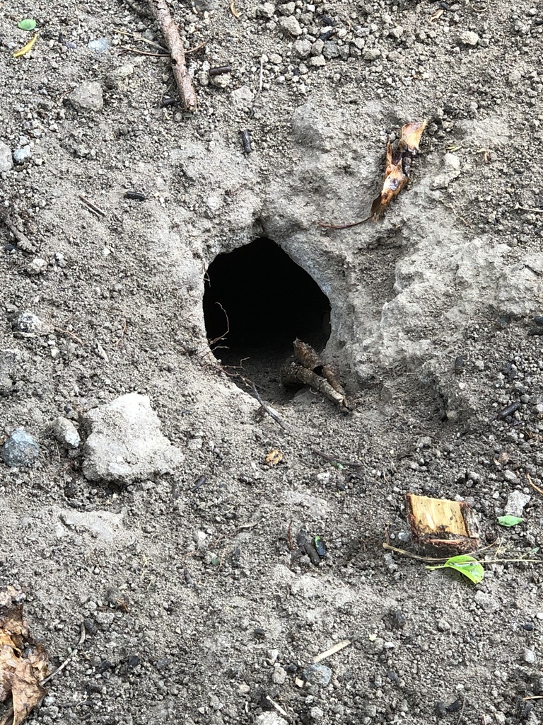 Blue Land Crab from Fort Ashby, Nevis, Saint Kitts and Nevis, KN on