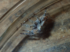 Phidippus comatus