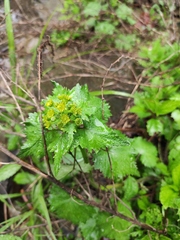 Sinosenecio oldhamianus