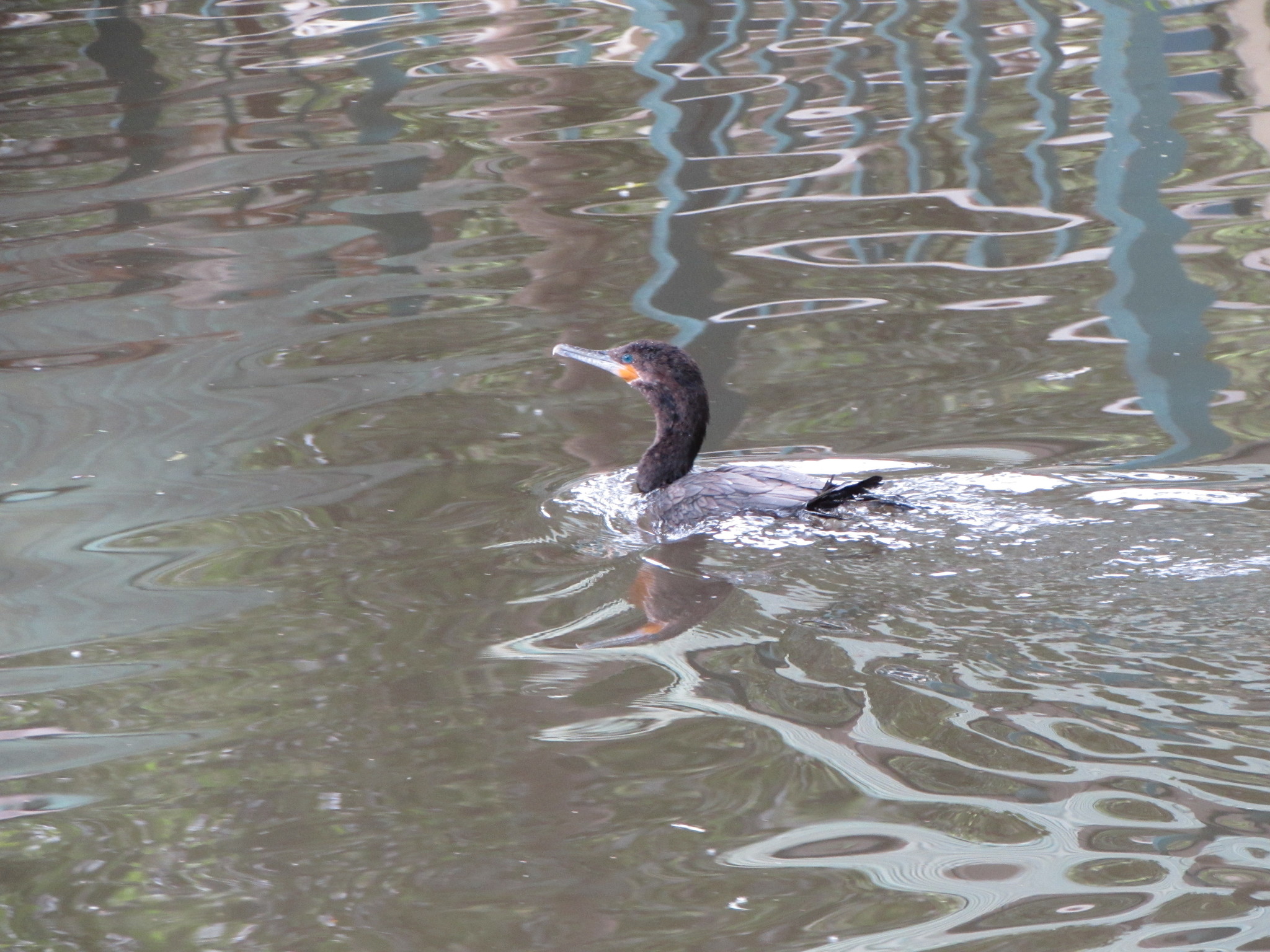 Phalacrocoracidae image