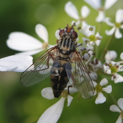 Otitinae