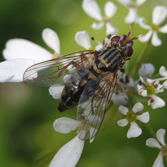 Otitinae