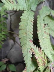 Pteris fauriei
