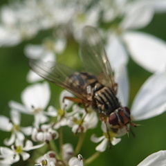 Otitinae