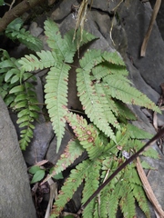 Pteris fauriei