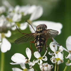 Otitinae