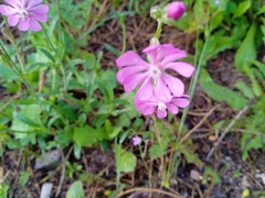 Silene colorata