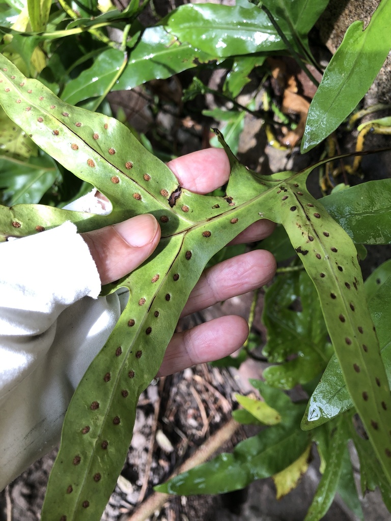 Musk Fern from Fort Ashby, Nevis, Saint Kitts and Nevis, KN on April 22